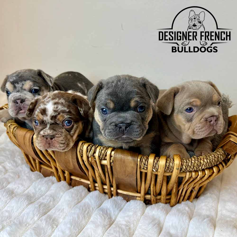 french bulldog breeders