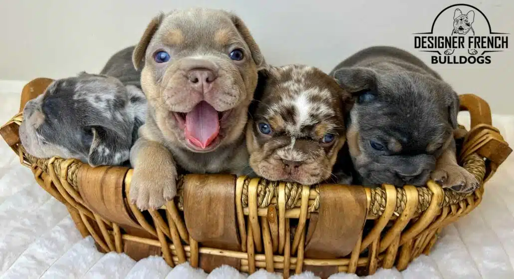French Bulldog puppies near me
