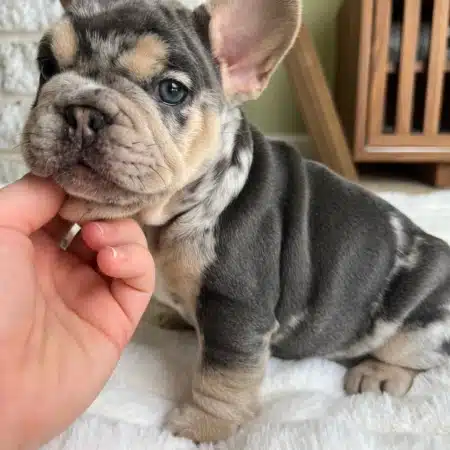 Blue and Tan Merle Frenchie puppy