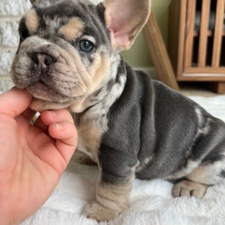 Blue and Tan Merle Frenchie puppy