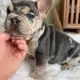 Blue and Tan Merle Frenchie puppy