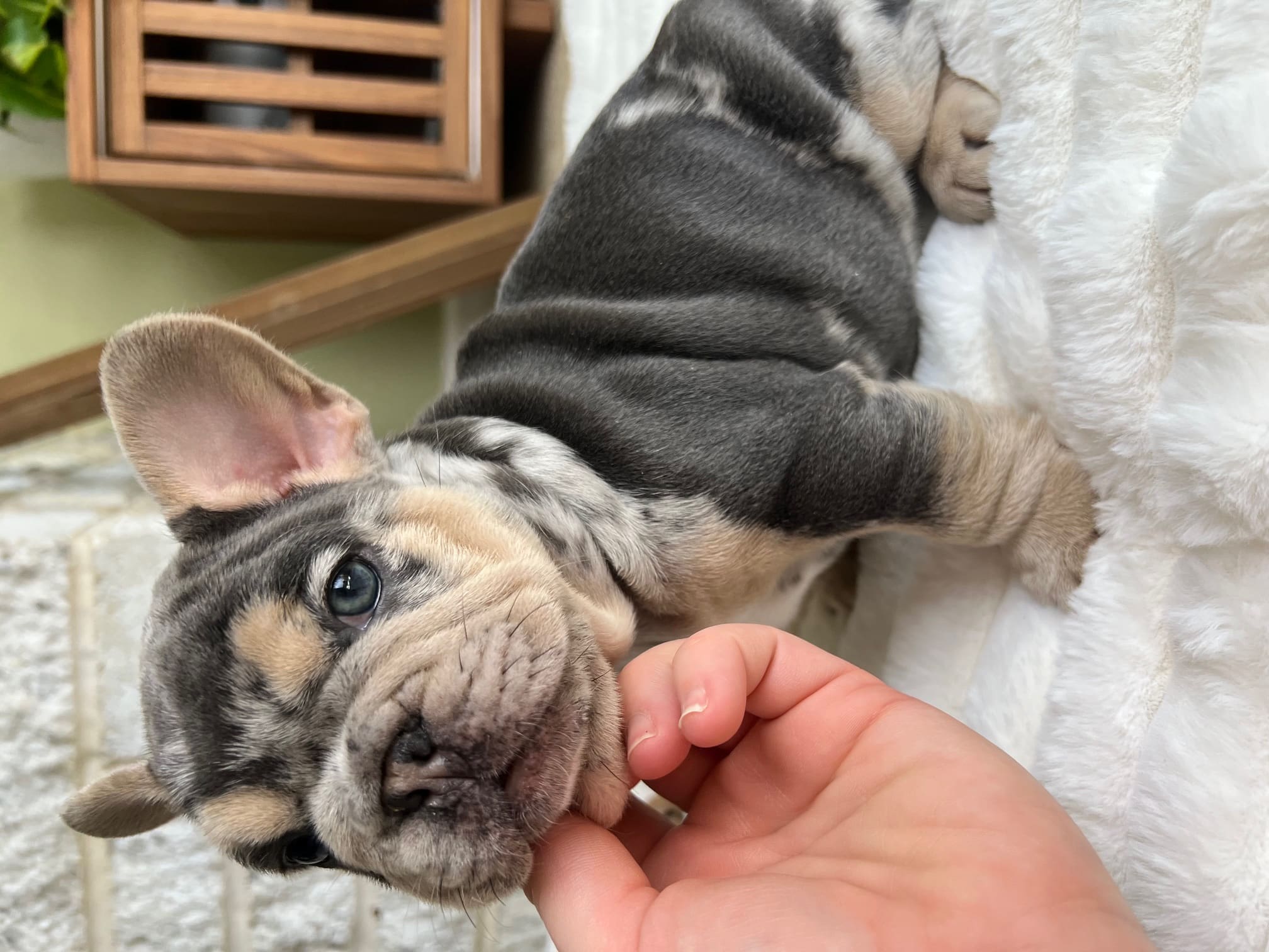 Blue and Tan Merle Frenchie puppy