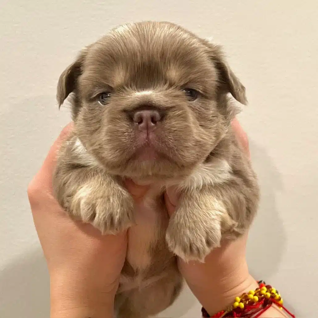 long haired French bulldog