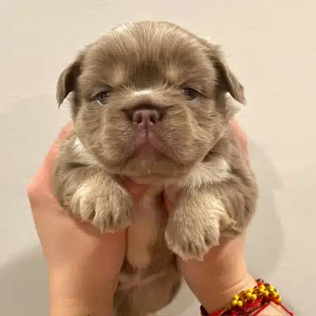long haired French bulldog puppies