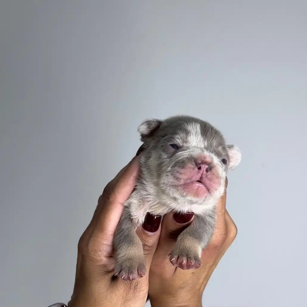 Frenchies for sale near me