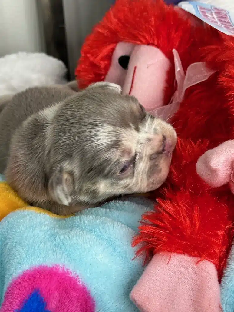 Lilac Merle Frenchie