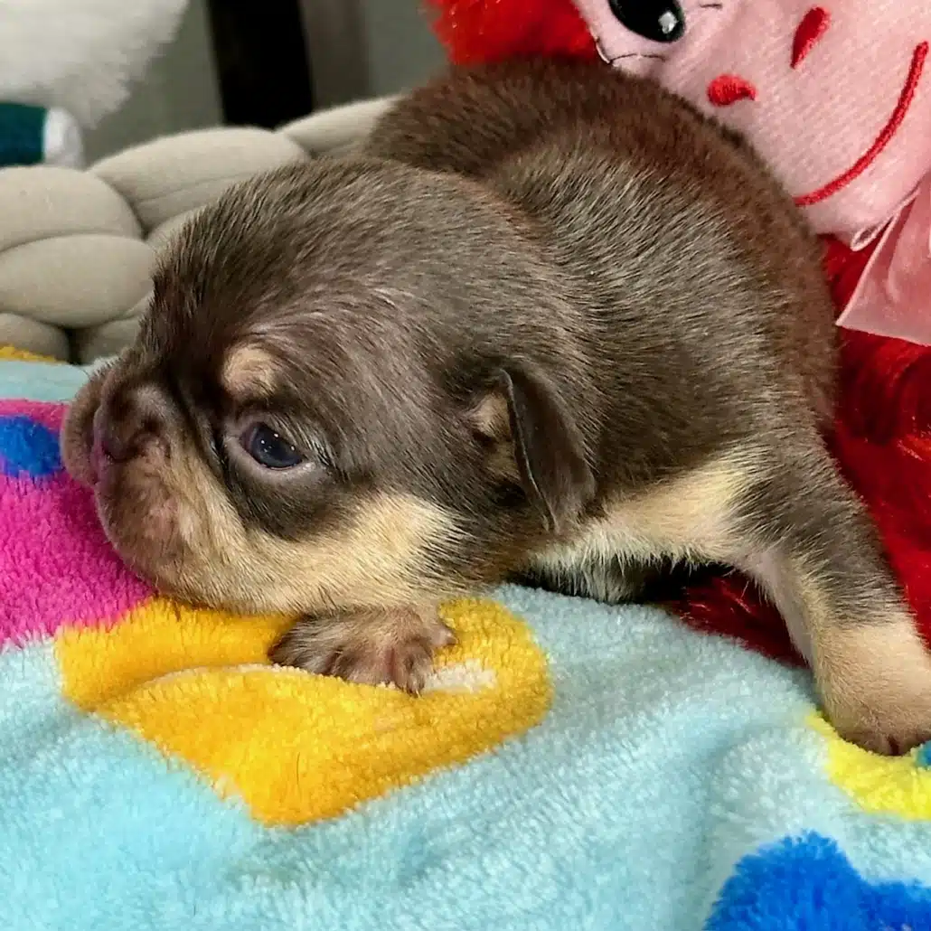 Chocolate French bulldog price