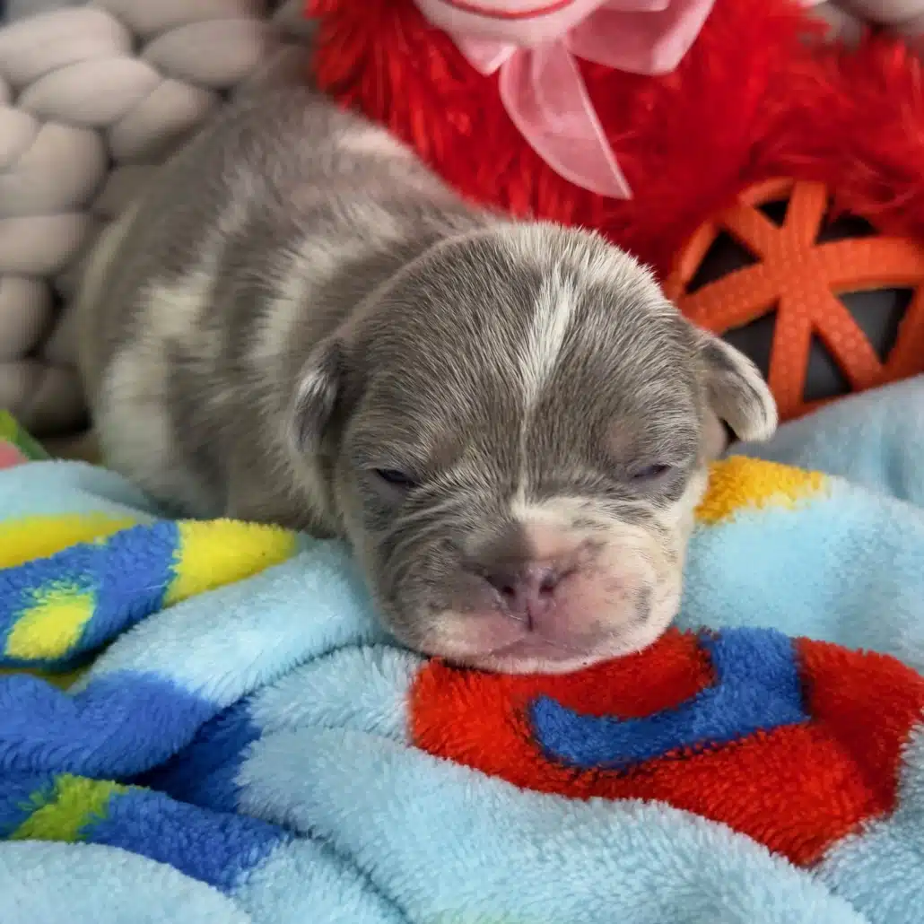 lilac Merle French bulldog