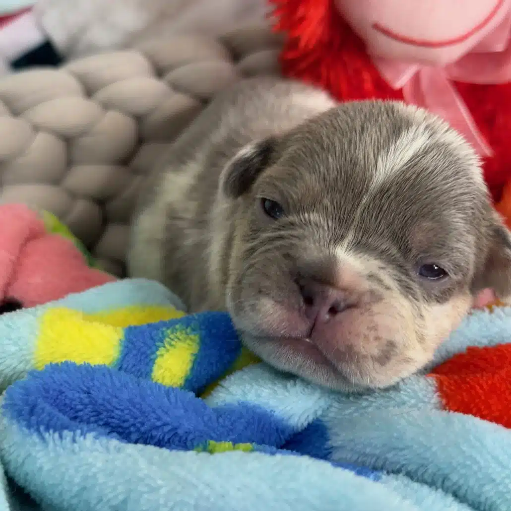 lilac merle frenchie