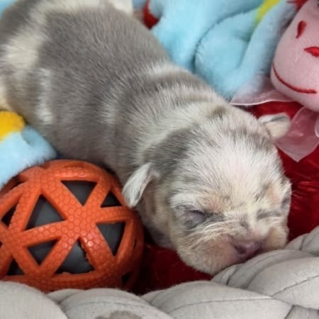 lilac merle French bulldog