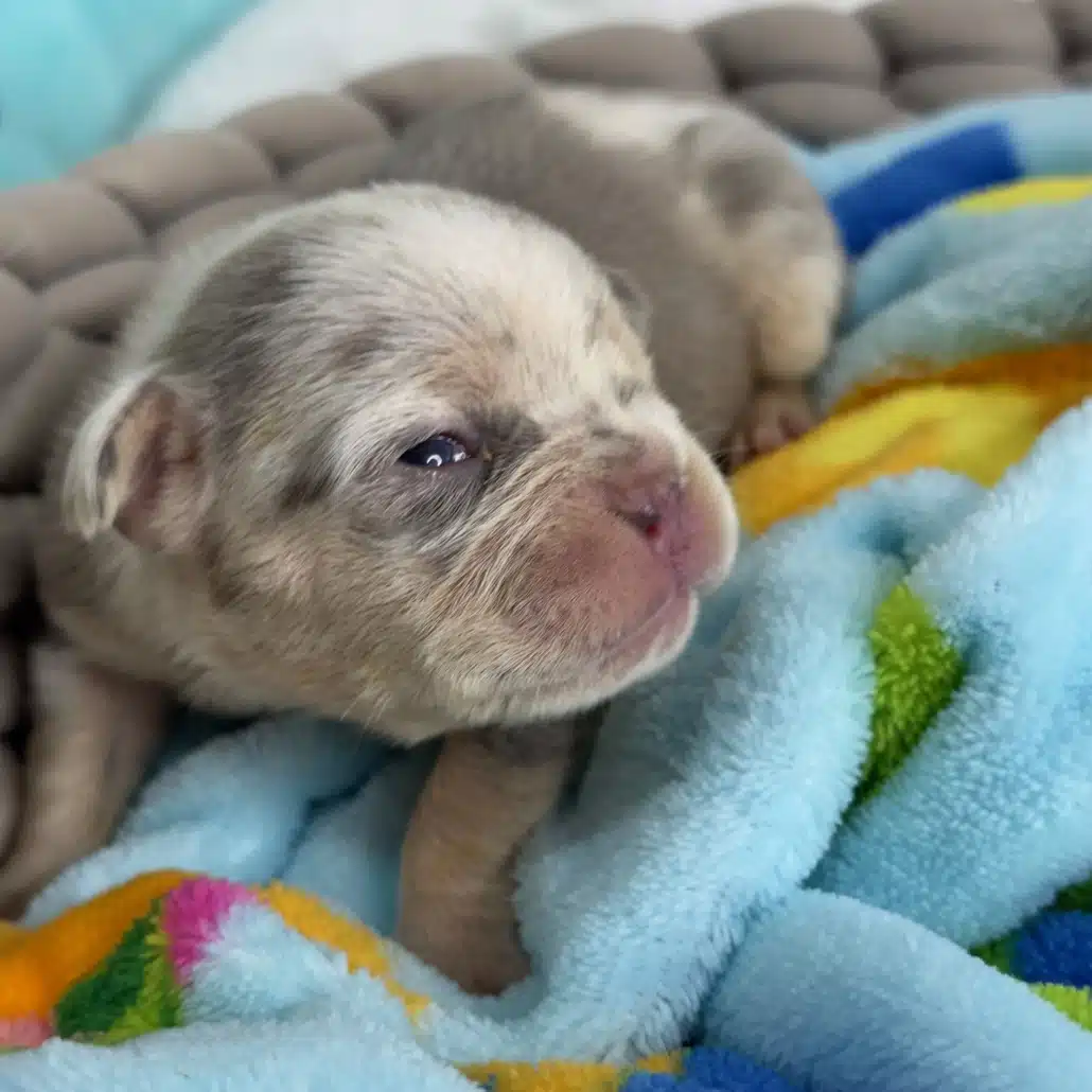 lilac merle french bulldog puppies