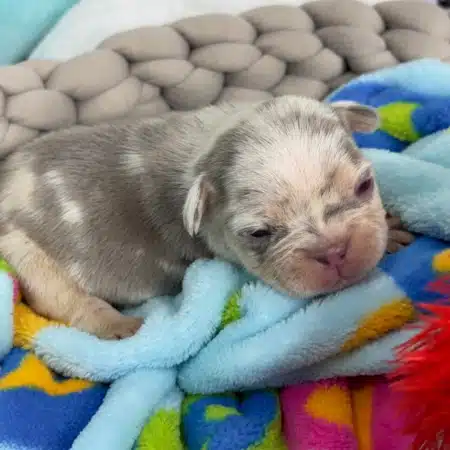 lilac merle French Bulldog