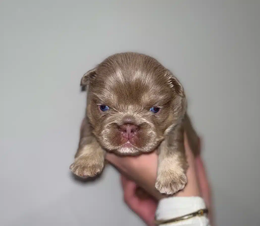 fluffy Isabella Frenchie