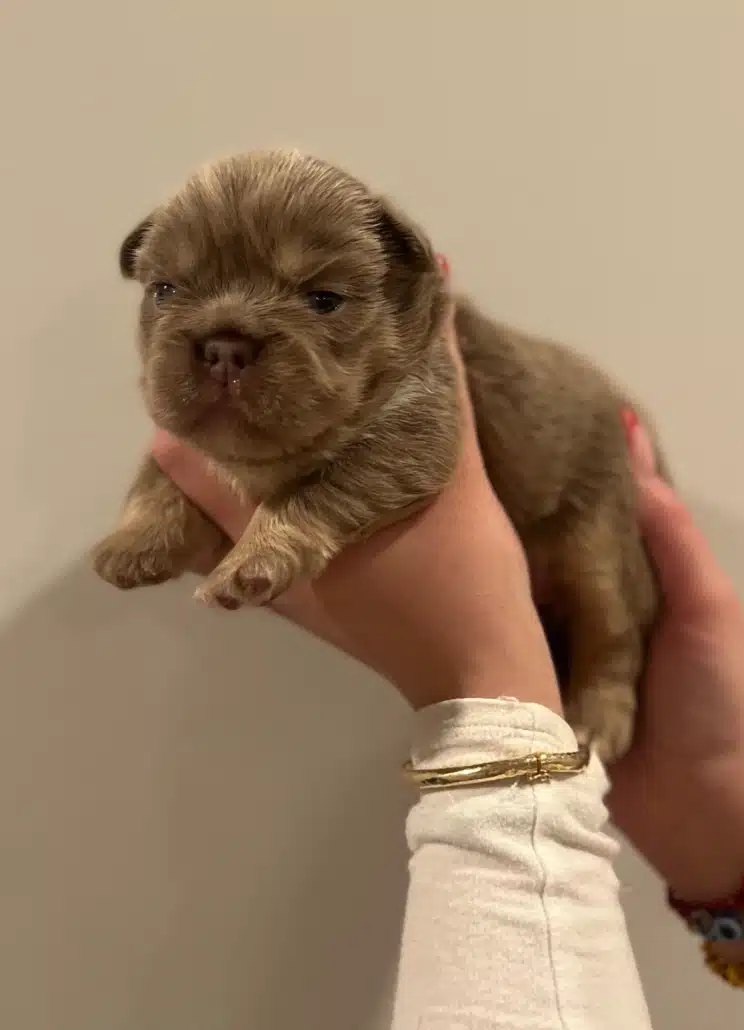 Isabella fluffy french bulldog