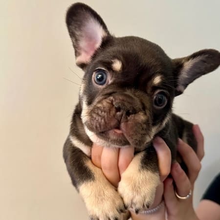 Chocolate French Bulldog