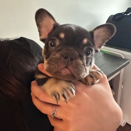Frenchies for sale