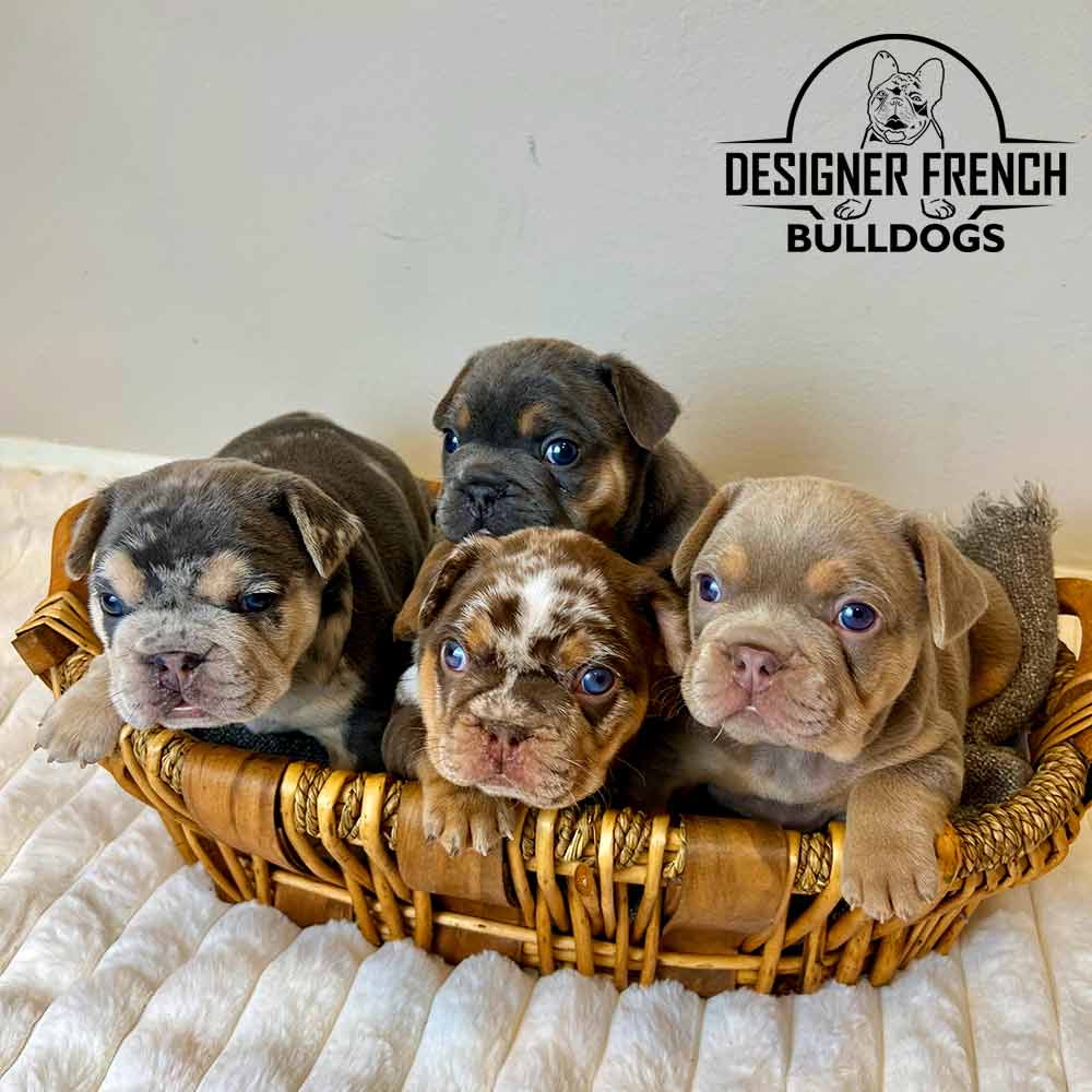 Blue and Tan Merle male 1.15.24 Deposit - Image 4