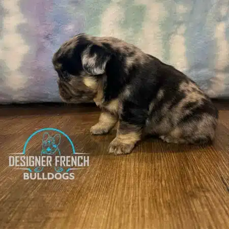 black frenchie price