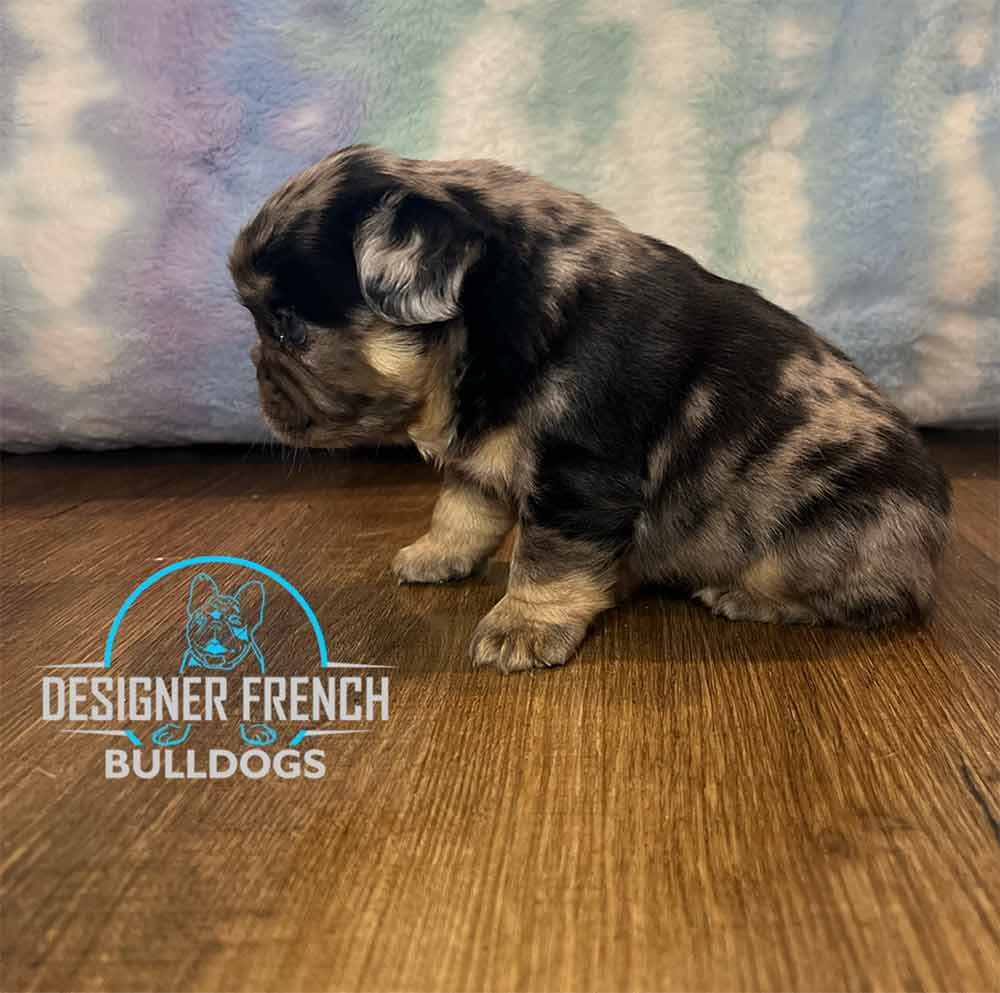 fluffy Frenchie price