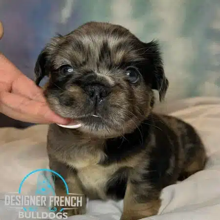 Fluffy Frenchie cost fluffy French bulldog price