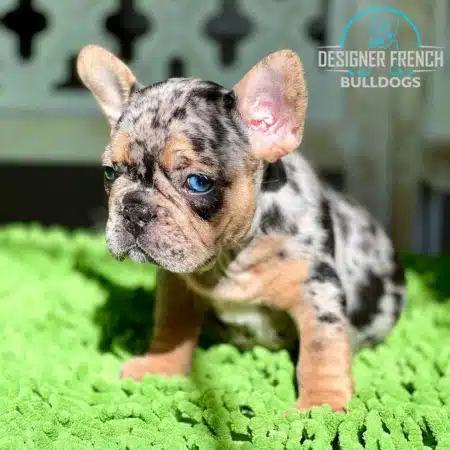 Merle Frenchie for sale Black and Tan Merle French Bulldog Puppy
