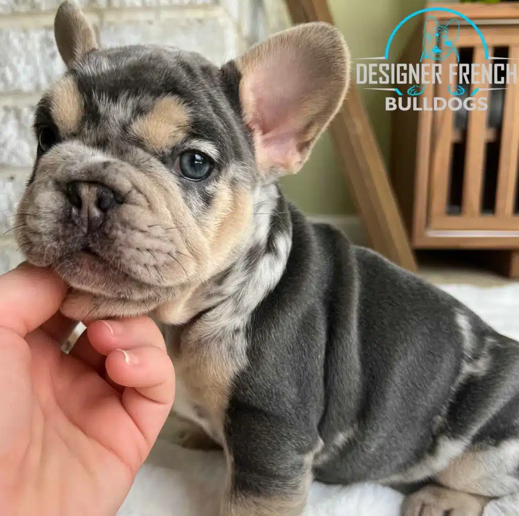 Frenchie puppy for sale TX