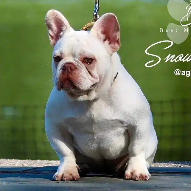 Platinum French Bulldogs