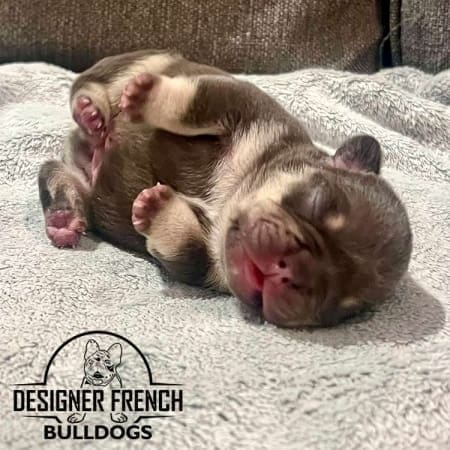 French Bulldog color chart rare French bulldog colors