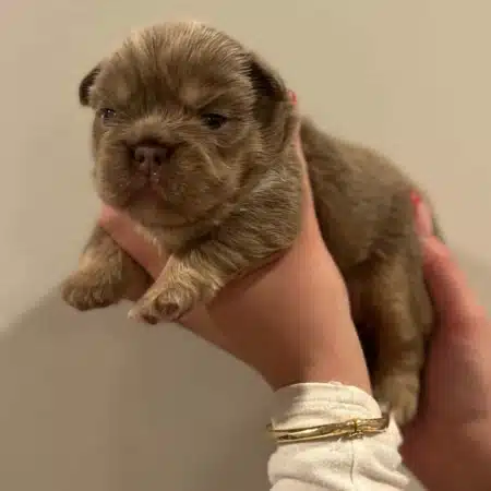 Fluffy Isabella French Bulldog