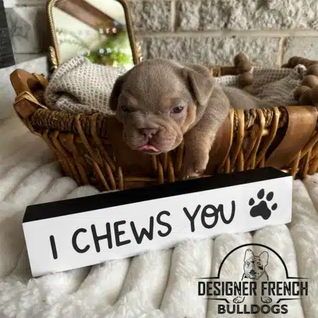 Isabella French bulldog