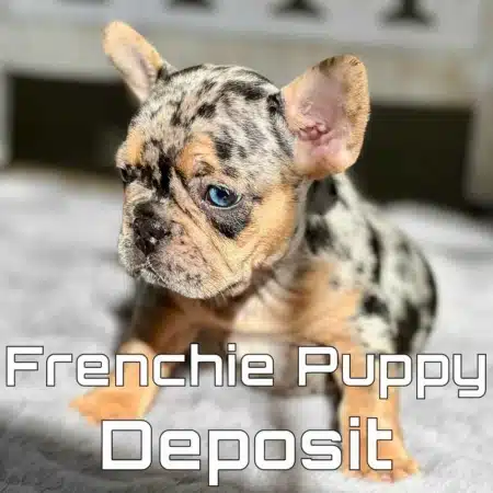 Frenchie Puppies near me