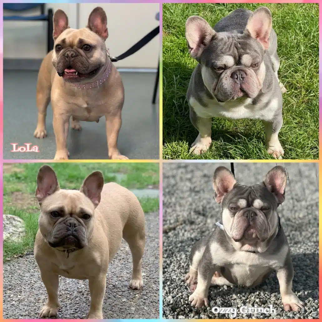 Frenchies for sale