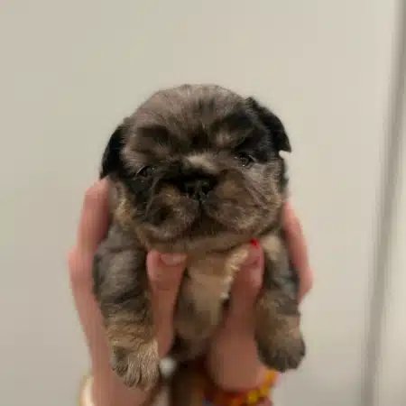 fluffy merle frenchie