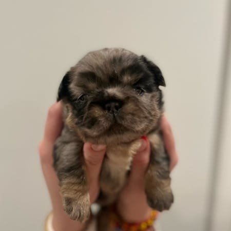 fluffy merle frenchie