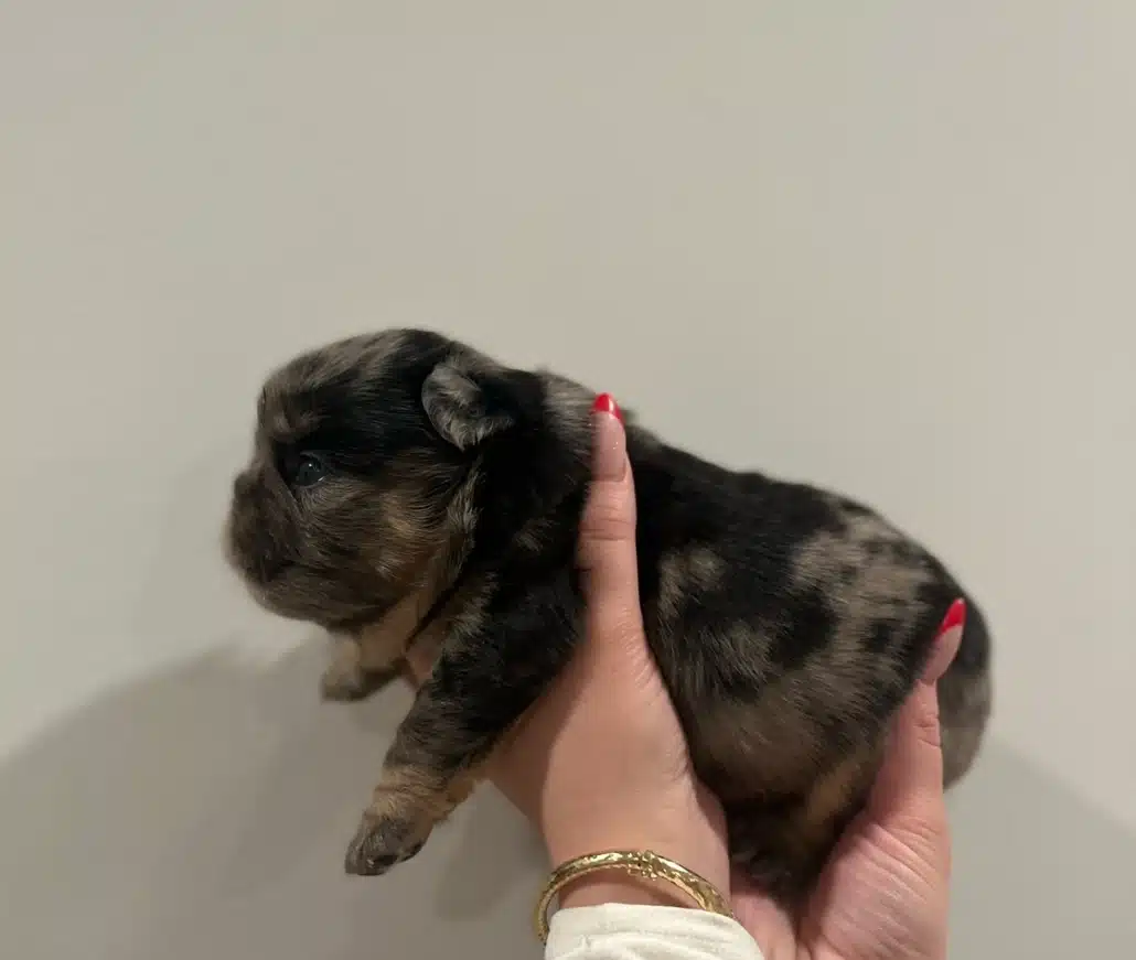 fluffy french bulldog puppies