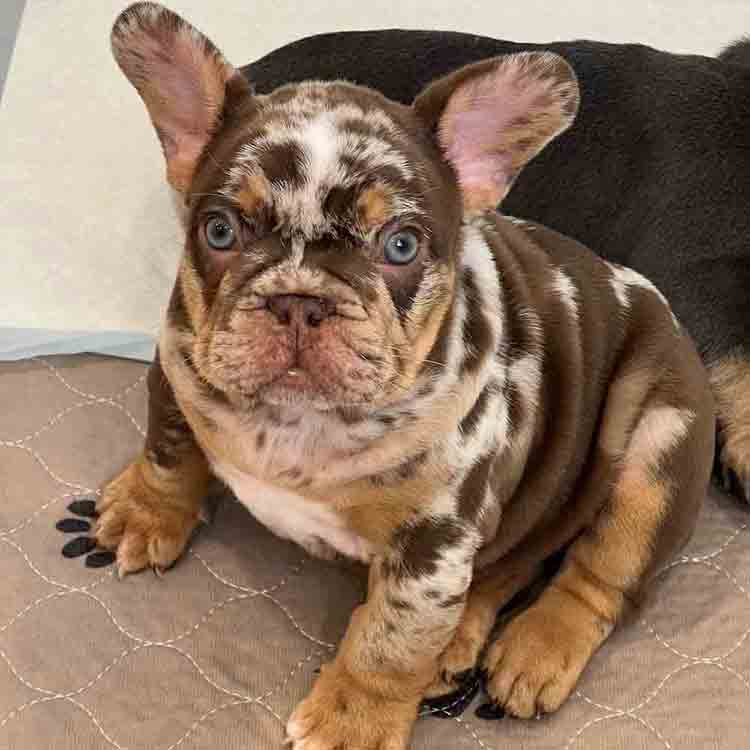 Frenchie Breeders