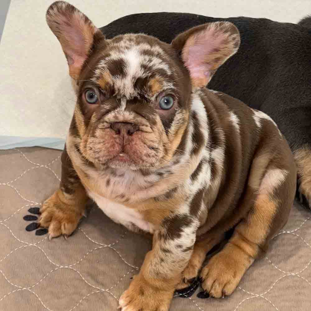 Frenchie Breeders near me
