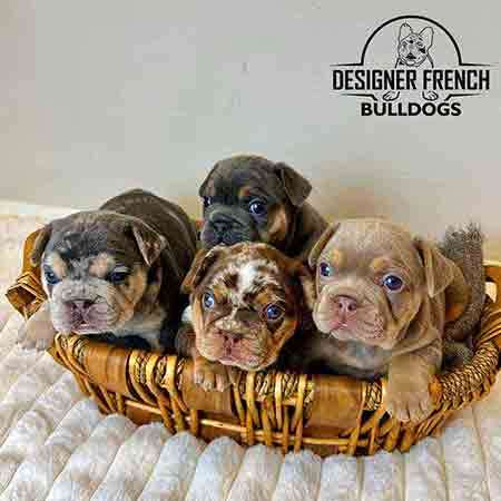 Frenchie breeders French Bulldog breeders