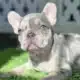 Lilac and Tan Merle Frenchie