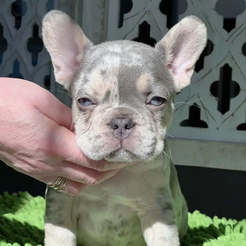 Merle Frenchie for sale
