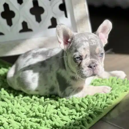 lilac merle French bulldog