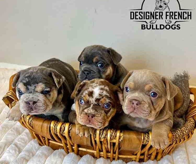 blue French bulldogs for sale