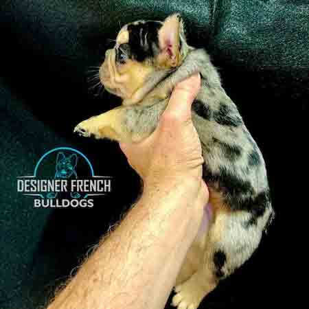 black-and-tan-merle-frenchie-puppy-600x600 Black Merle Frenchie