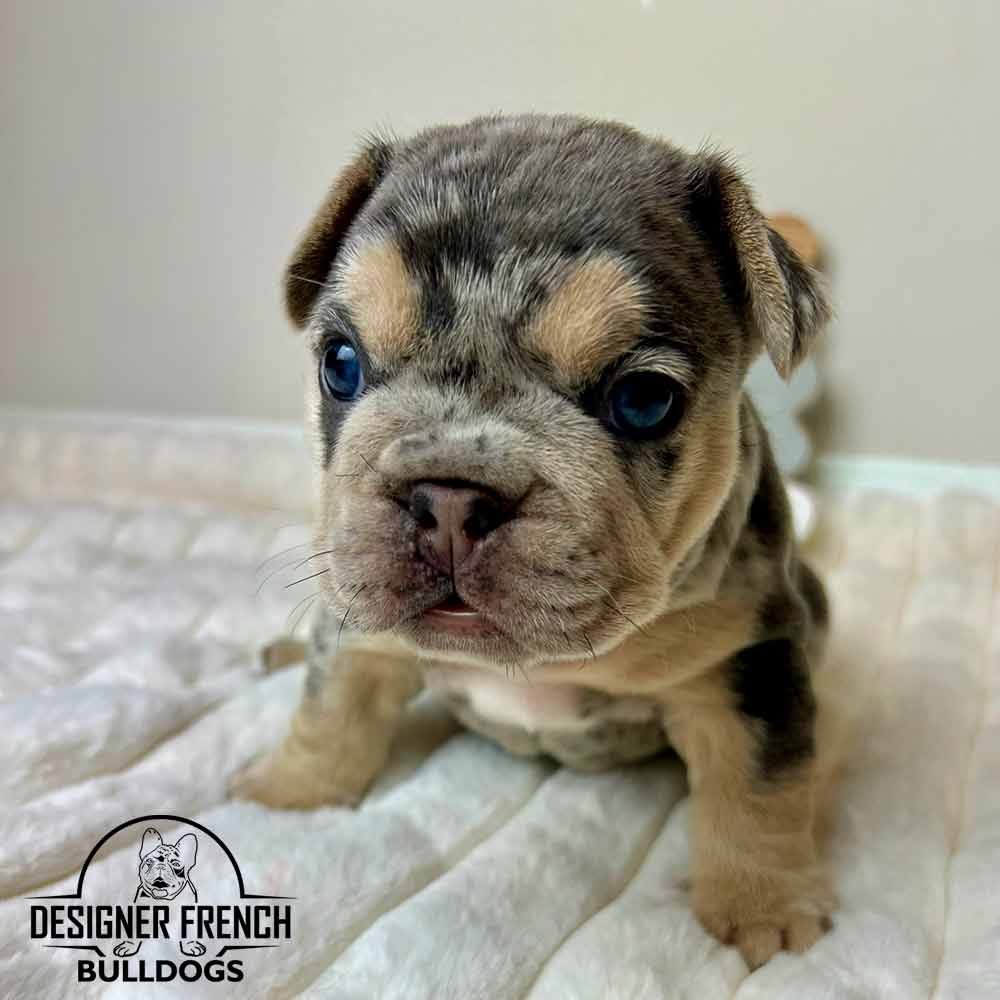 blue merle french bulldog