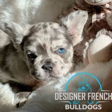 Fluffy French bulldogs for sale Fluffy French bulldogs for sale
