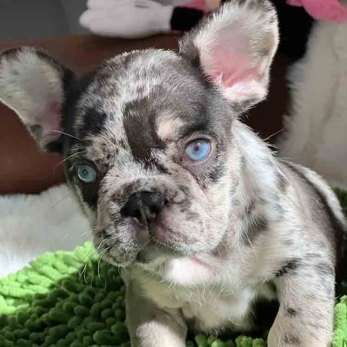 Frenchies for sale