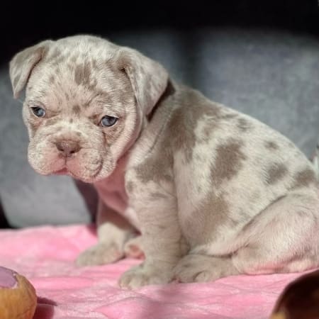 isabella merle frenchie