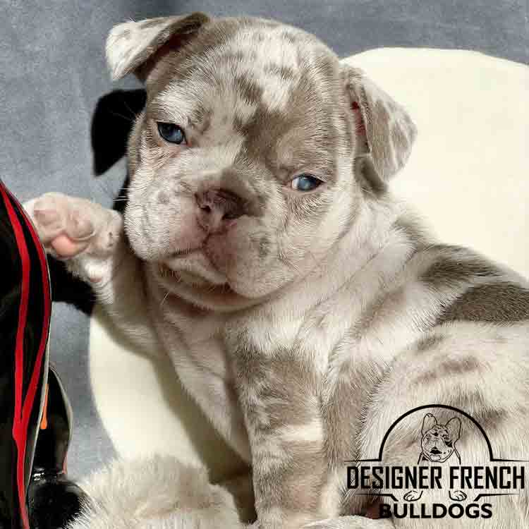 isabella merle frenchie puppy