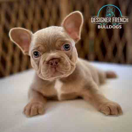 Isabella Frenchie puppies Isabella French bulldog