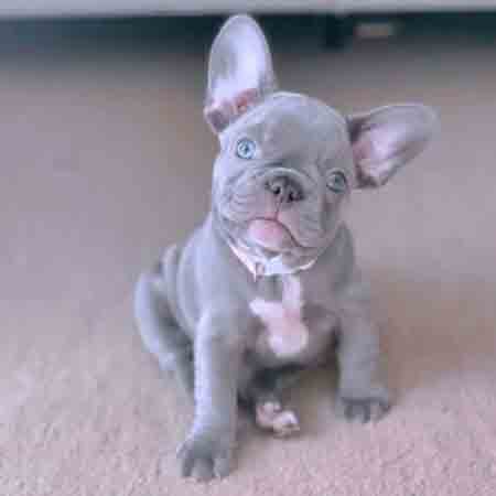 lilac French Bulldog